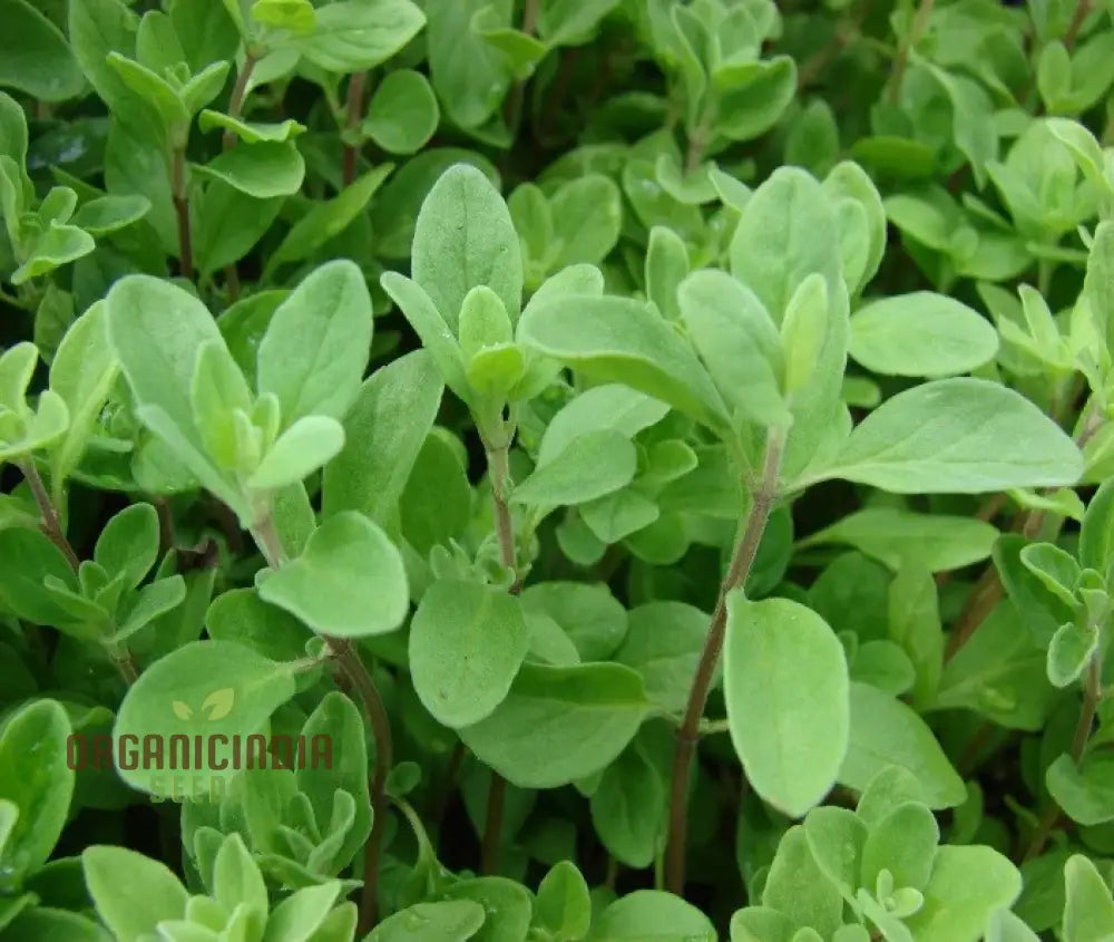 Sweet Marjoram Seeds For Planting - Prescott Fond Blanc Variety Ideal Gardening Enthusiasts Seeking