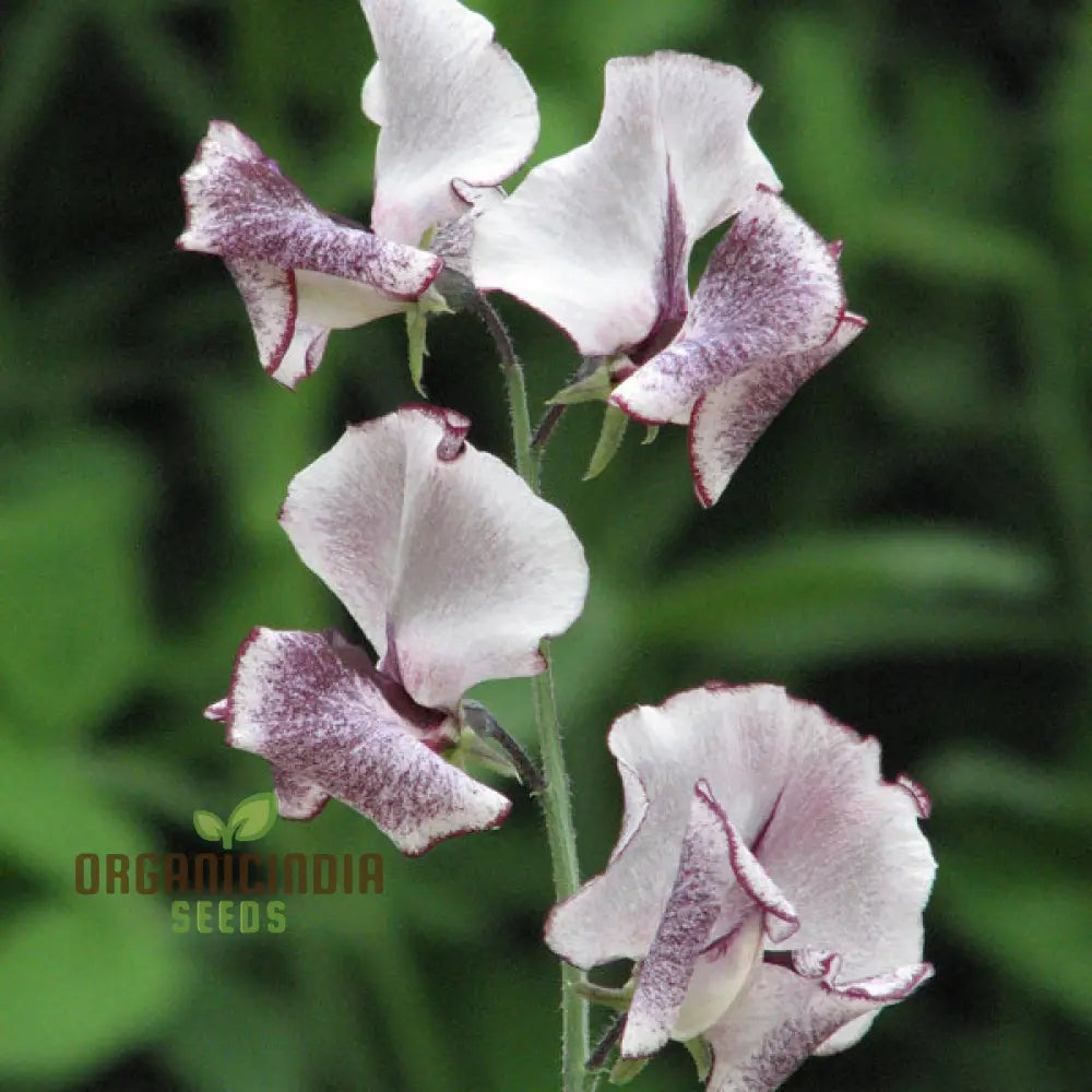 Sweet Pea Alan Roberts Seeds For Planting: Premium Quality For Beautiful Blooms And Bountiful