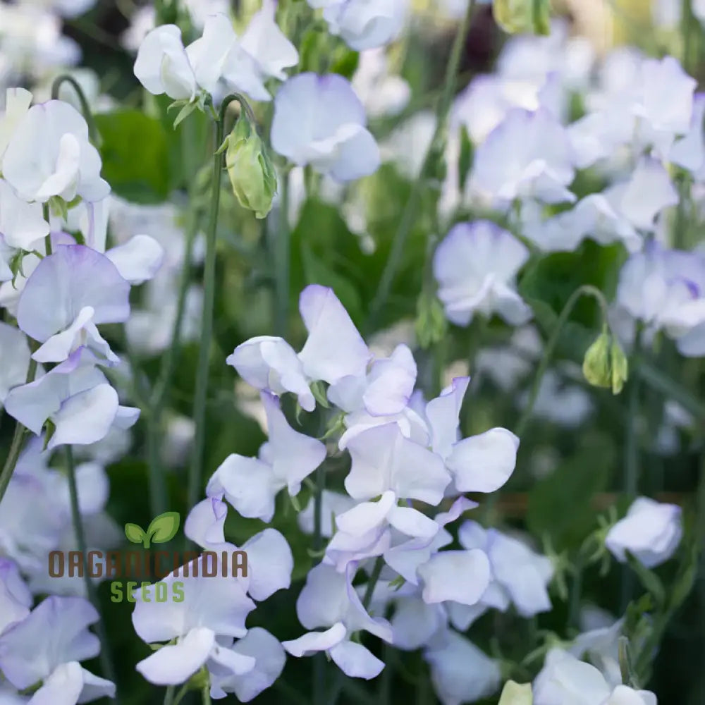 Sweet Pea Alan Roberts Seeds For Planting: Premium Quality For Beautiful Blooms And Bountiful