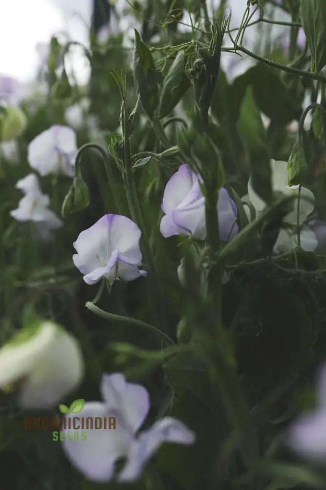 Sweet Pea Alan Roberts Seeds For Planting: Premium Quality For Beautiful Blooms And Bountiful