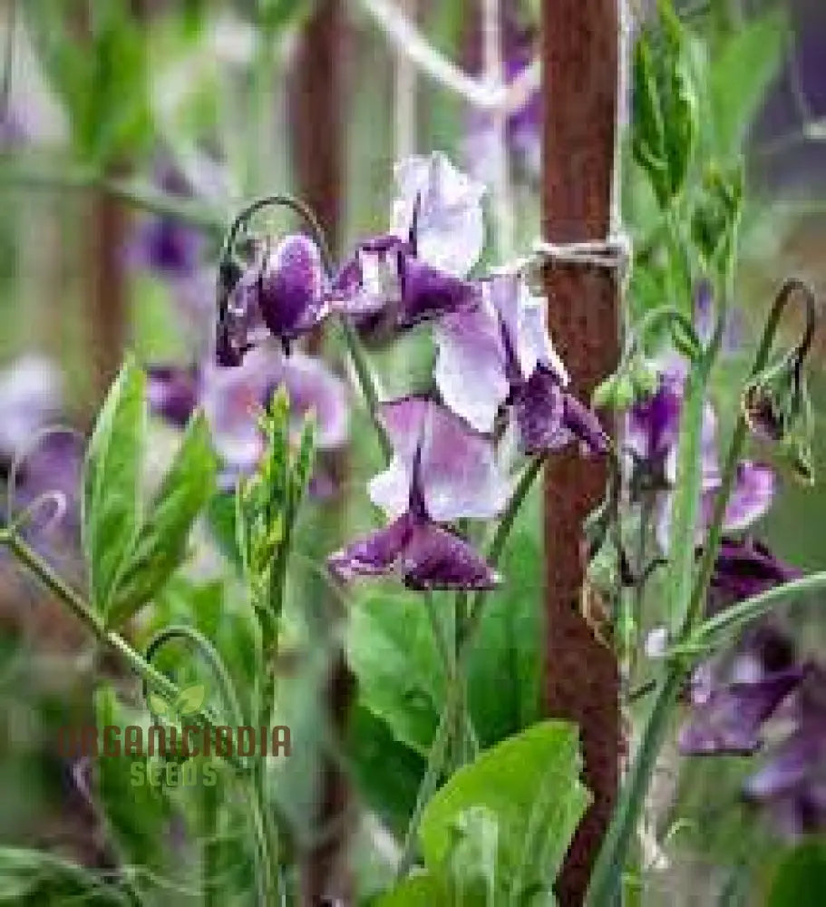 Sweet Pea Alan Roberts Seeds For Planting: Premium Quality For Beautiful Blooms And Bountiful