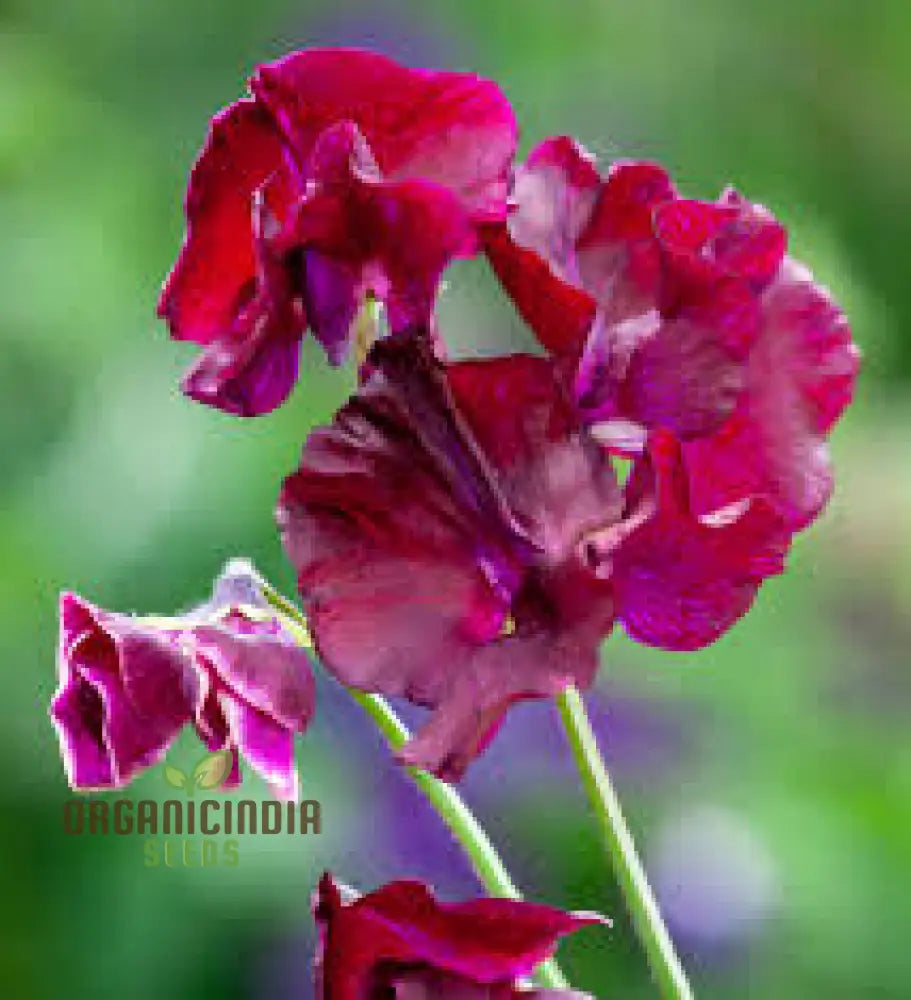 Sweet Pea Beaujolais Seeds For Planting: Grow Your Own Stunning Garden Beauties With These Premium