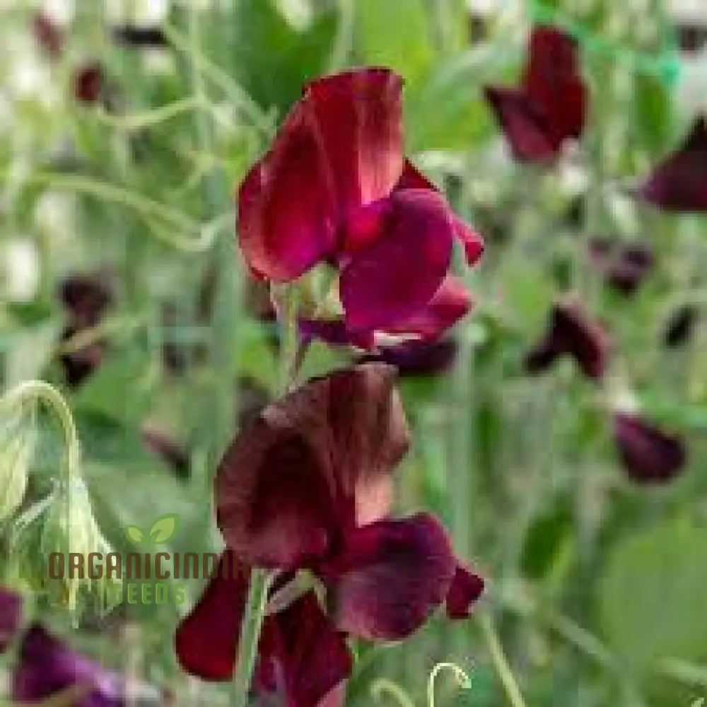 Sweet Pea Beaujolais Seeds For Planting: Grow Your Own Stunning Garden Beauties With These Premium