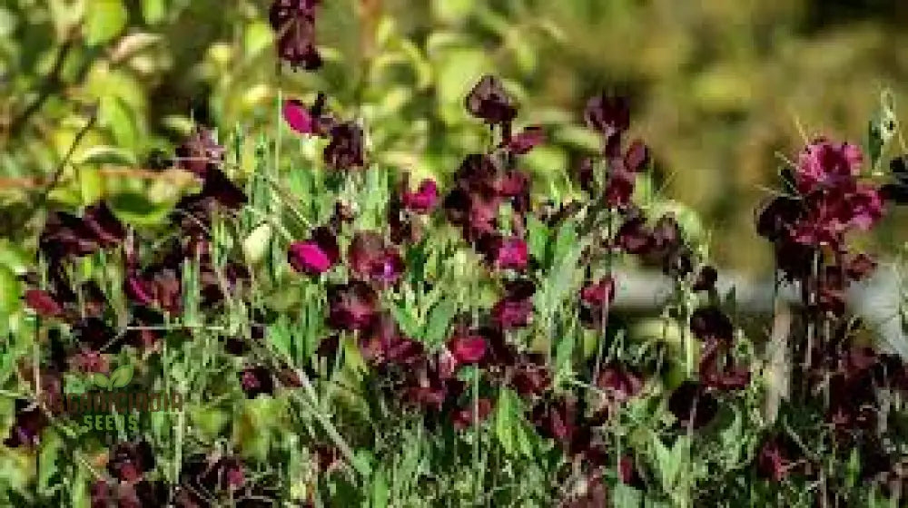 Sweet Pea Beaujolais Seeds For Planting: Grow Your Own Stunning Garden Beauties With These Premium