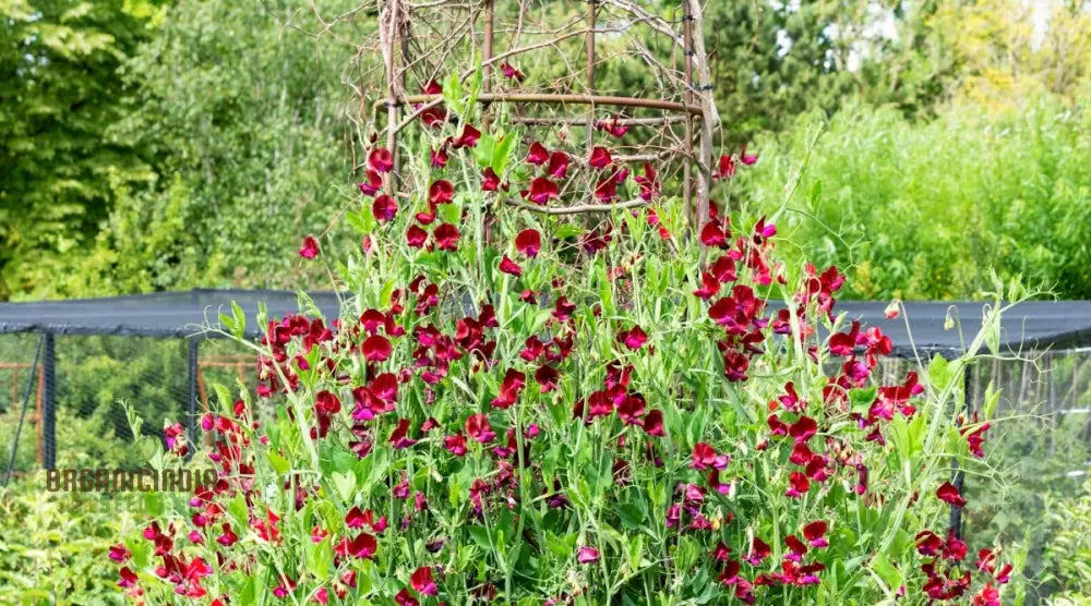 Sweet Pea Beaujolais Seeds For Planting: Grow Your Own Stunning Garden Beauties With These Premium