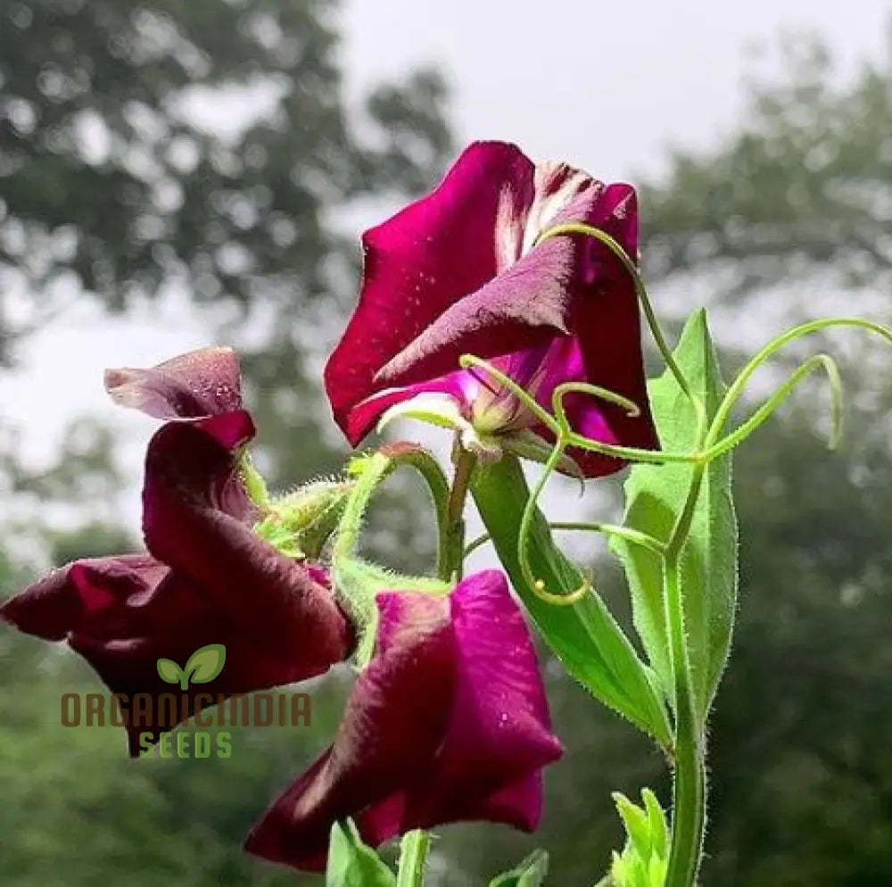 Sweet Pea ’Black Knight’ Seeds – Elevate Your Gardening With Fragrant Dark Blooms For A