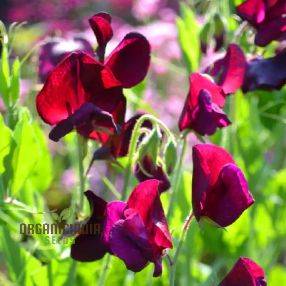 Sweet Pea ’Black Knight’ Seeds – Elevate Your Gardening With Fragrant Dark Blooms For A