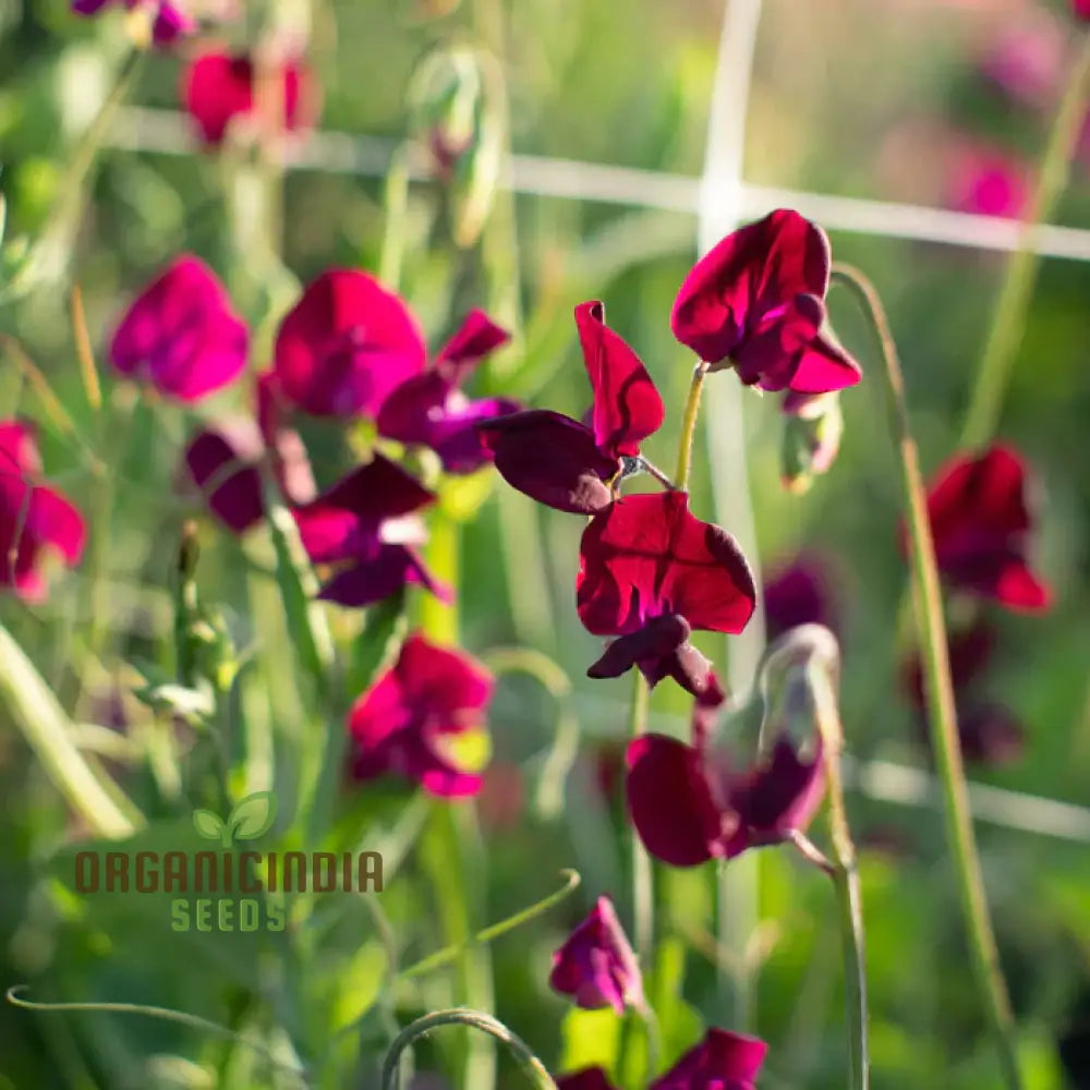 Sweet Pea ’Black Knight’ Seeds – Elevate Your Gardening With Fragrant Dark Blooms For A