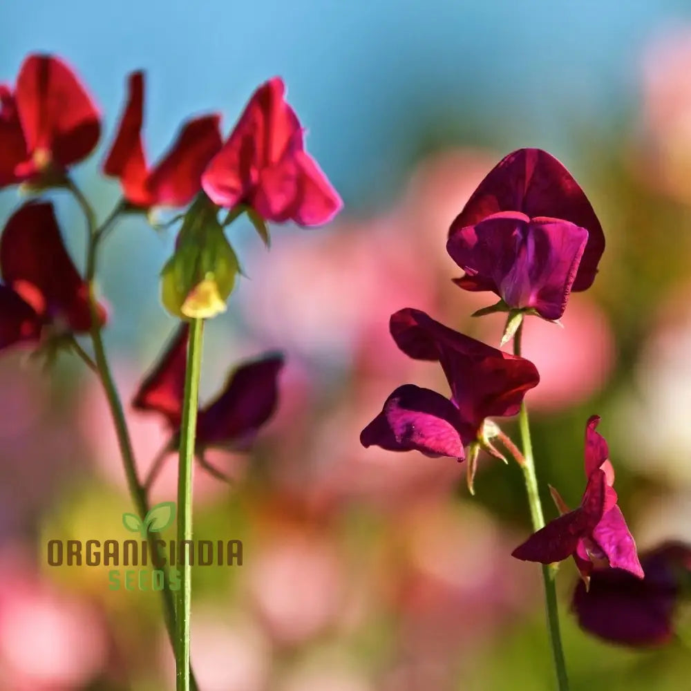 Sweet Pea â€™Black Knightâ€™ Seeds â€“ Elevate Your Gardening With Fragrant Dark Blooms For A