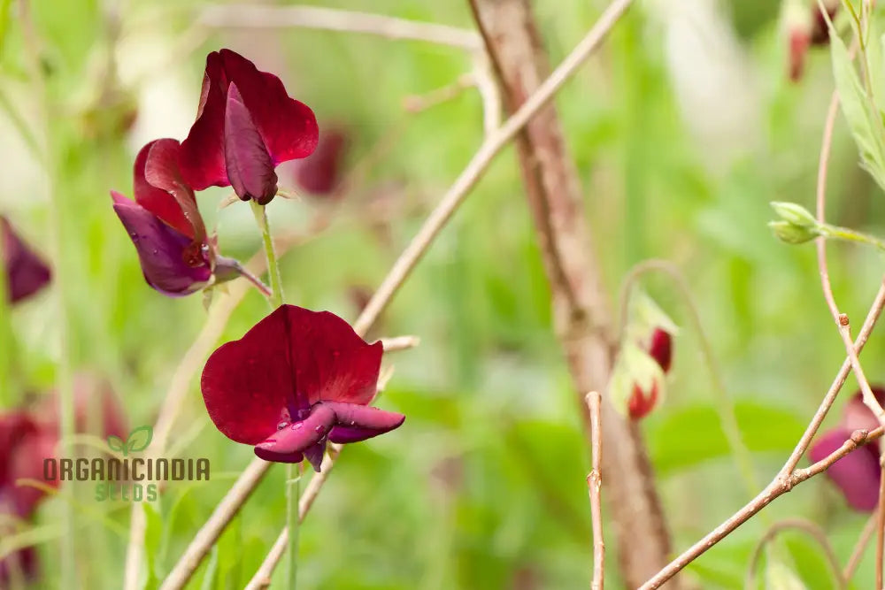 Sweet Pea ’Black Knight’ Seeds – Elevate Your Gardening With Fragrant Dark Blooms For A