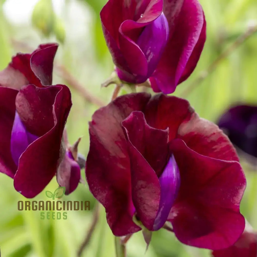 Sweet Pea ’Black Knight’ Seeds – Elevate Your Gardening With Fragrant Dark Blooms For A