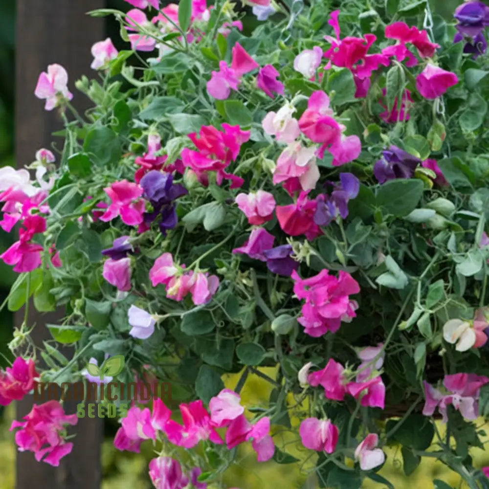 Sweet Pea Cupid Mixed Seeds – Elevate Your Gardening Experience With Fragrant Colorful Blossoms!