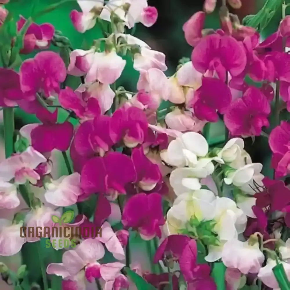 Sweet Pea Cupid Mixed Seeds – Elevate Your Gardening Experience With Fragrant Colorful Blossoms!