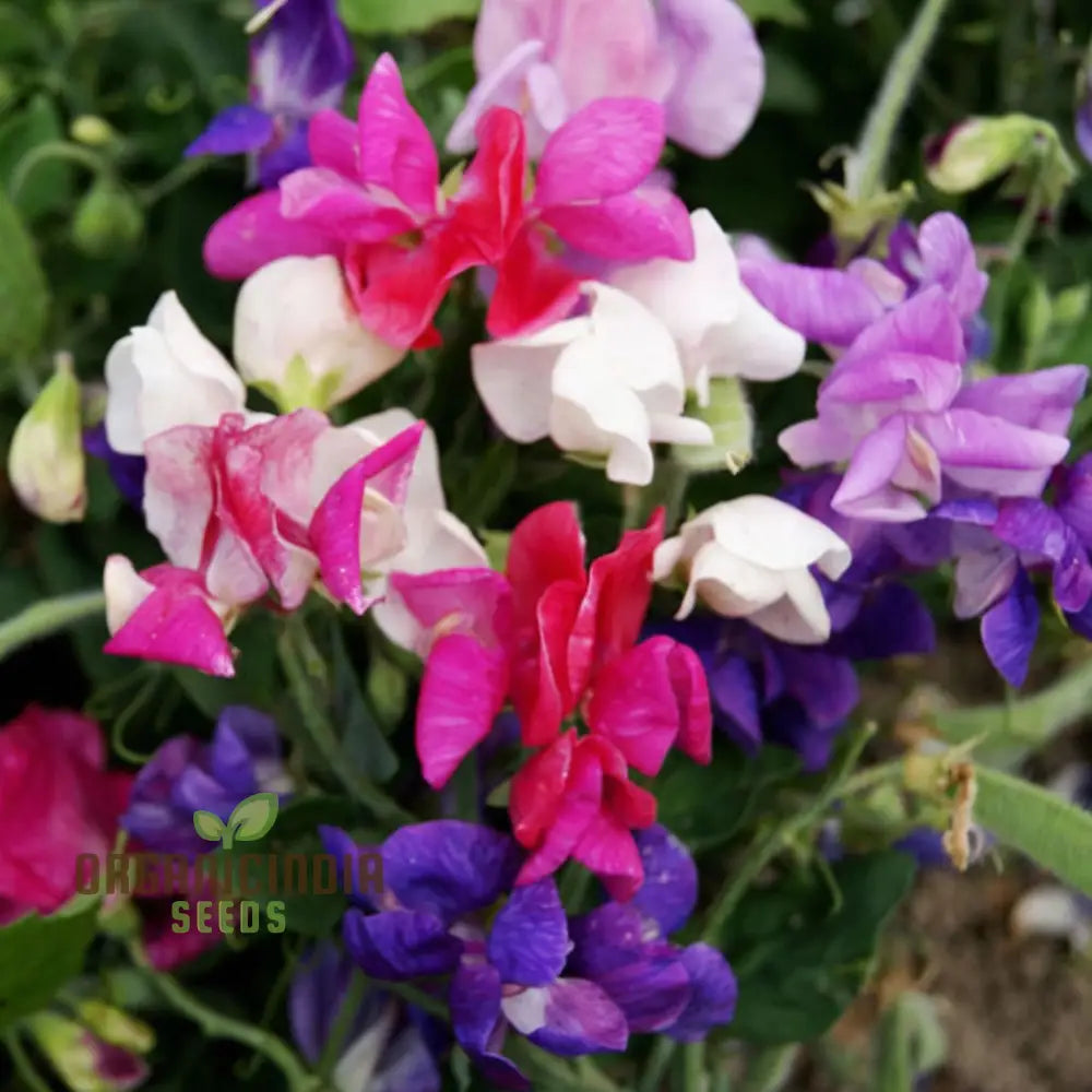 Sweet Pea Cupid Mixed Seeds – Elevate Your Gardening Experience With Fragrant Colorful Blossoms!