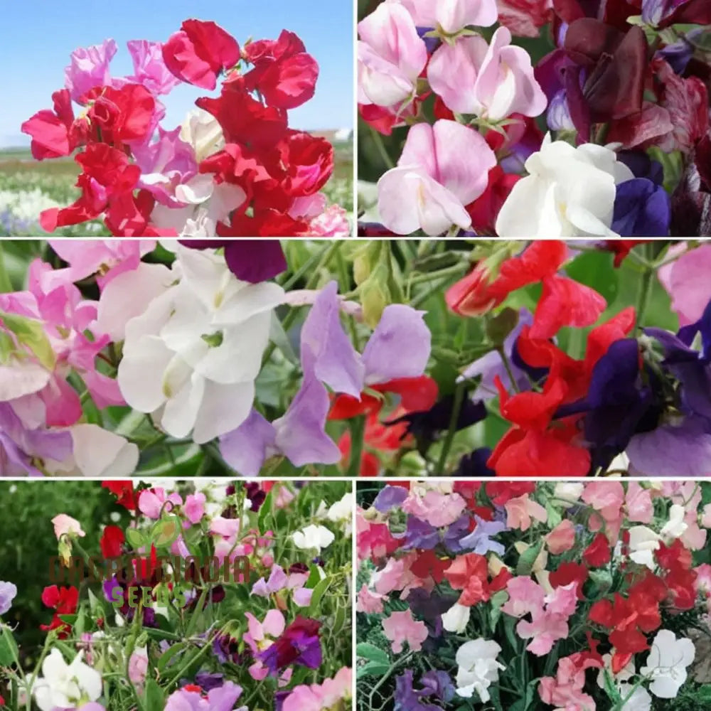 Sweet Pea Cupid Mixed Seeds – Elevate Your Gardening Experience With Fragrant Colorful Blossoms!