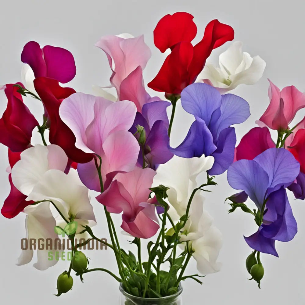 Sweet Pea Heaven Scent Mixed Flower Seeds Fragrant Blooms For Heavenly Gardens Annuals