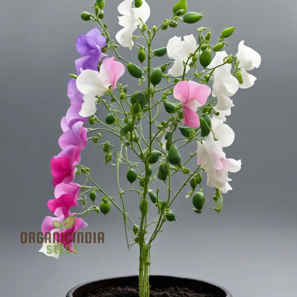 Sweet Pea Heaven Scent Mixed Flower Seeds Fragrant Blooms For Heavenly Gardens Annuals