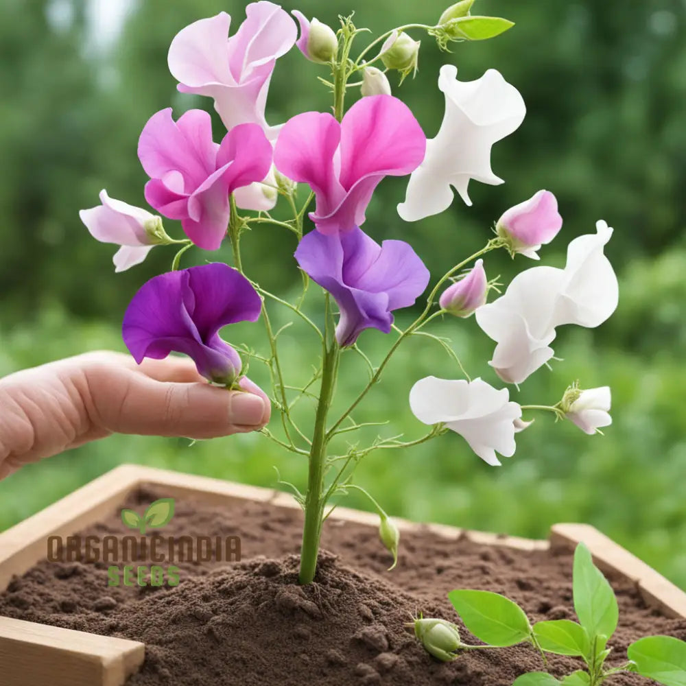 Sweet Pea Heaven Scent Mixed Flower Seeds Fragrant Blooms For Heavenly Gardens Annuals