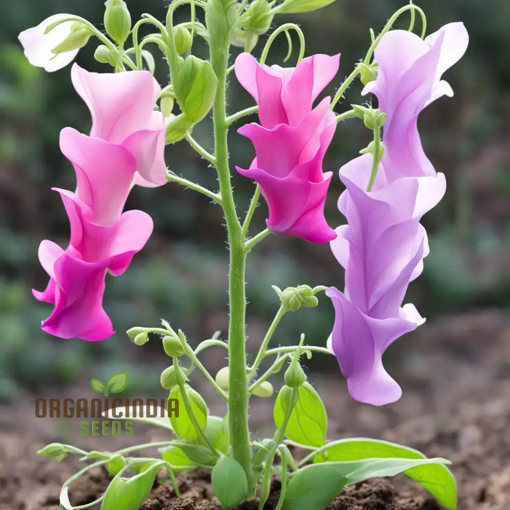 Sweet Pea Heaven Scent Mixed Flower Seeds Fragrant Blooms For Heavenly Gardens Annuals