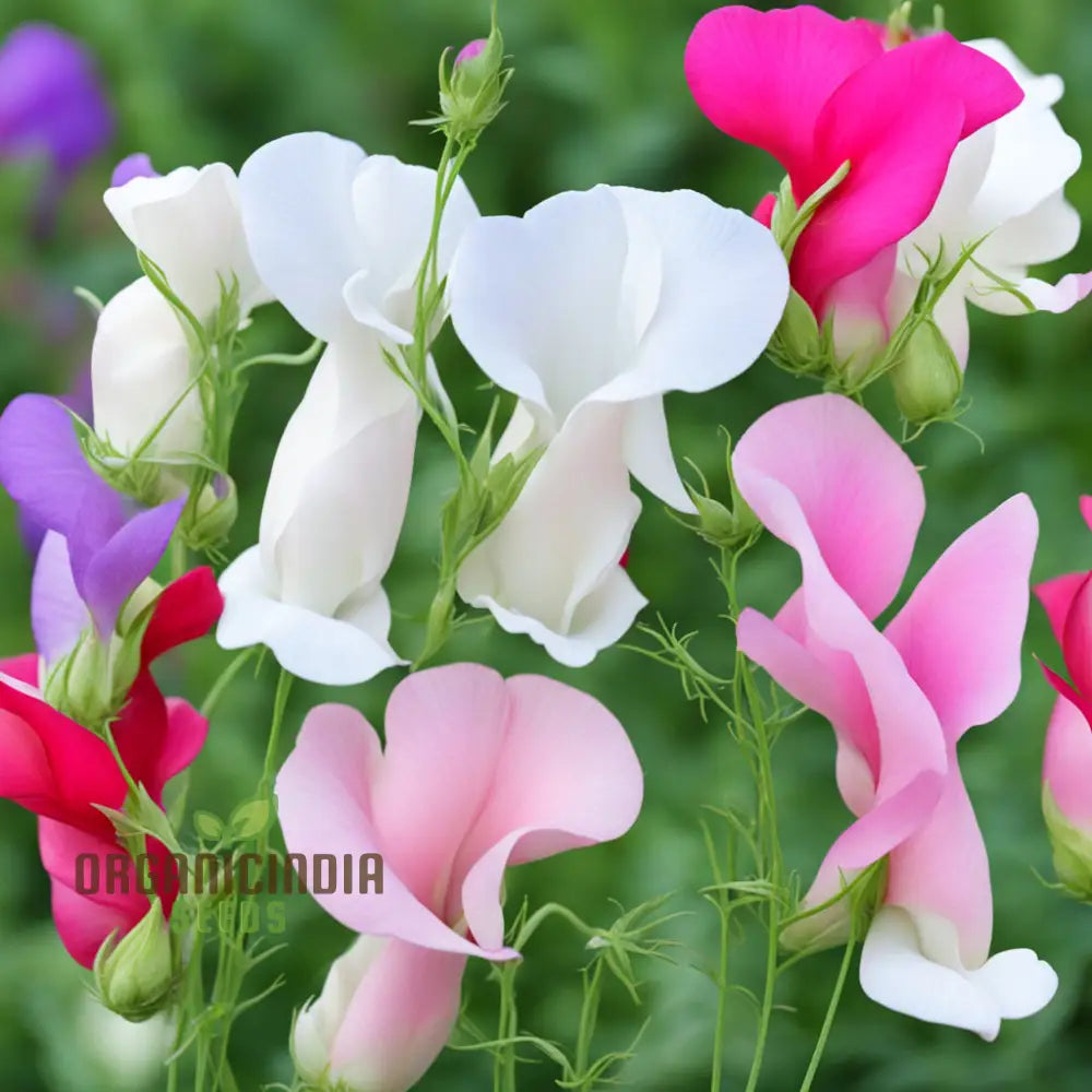 Sweet Pea Heaven Scent Mixed Flower Seeds Fragrant Blooms For Heavenly Gardens Annuals