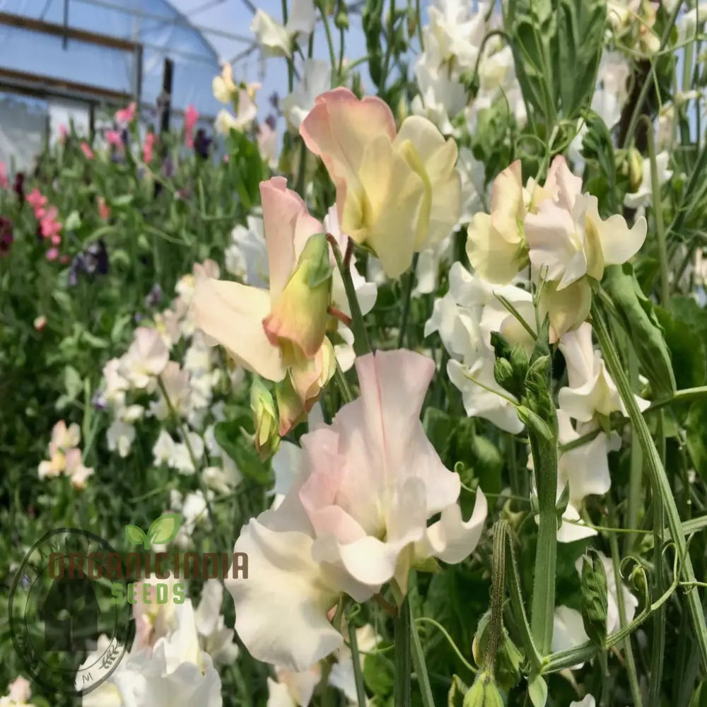 Sweet Pea High Scent Seeds - White – Transform Your Gardening Experience With Fragrant Delicate