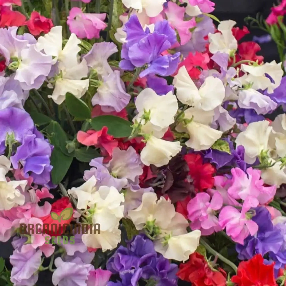 Sweet Pea Incense Mixed Flower Seeds For Planting Fragrant And Colorful For A Stunning Garden