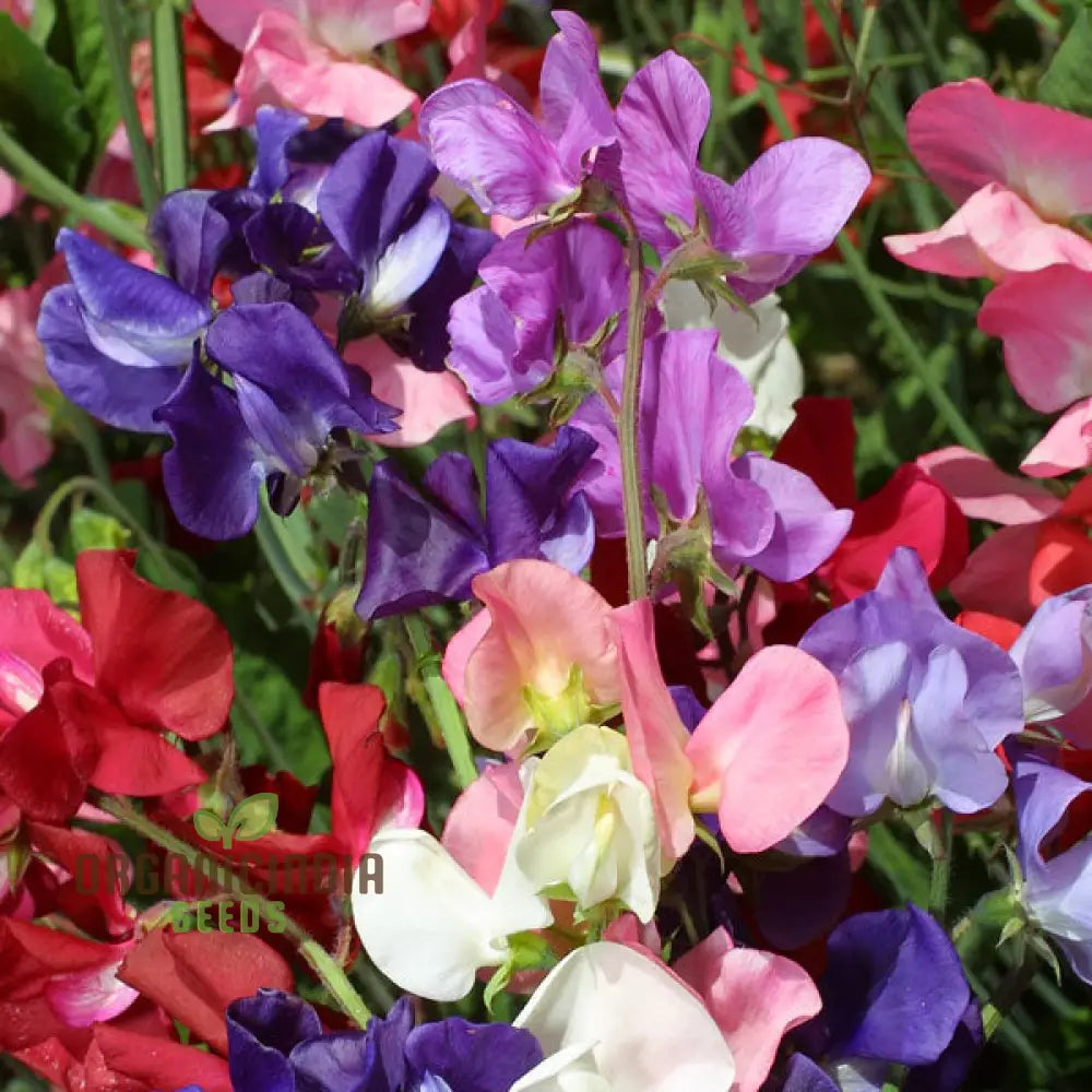 Sweet Pea Incense Mixed Flower Seeds For Planting Fragrant And Colorful For A Stunning Garden