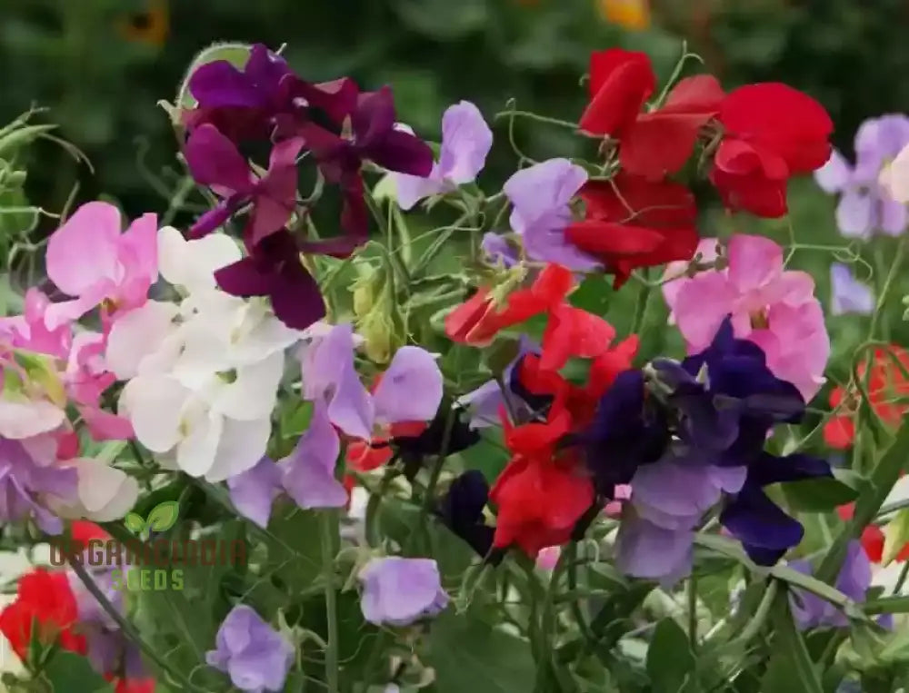 Sweet Pea Incense Mixed Flower Seeds For Planting Fragrant And Colorful For A Stunning Garden