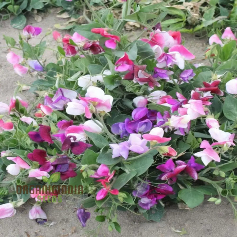 Sweet Pea Little Sweetheart Mix Flower Seeds - Delicate Blooms For Charming Garden Borders