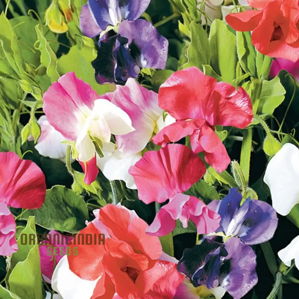 Sweet Pea Little Sweetheart Mix Flower Seeds - Delicate Blooms For Charming Garden Borders