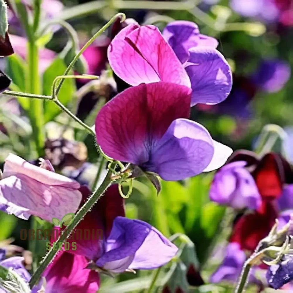 Sweet Pea Little Sweetheart Mix Flower Seeds - Delicate Blooms For Charming Garden Borders