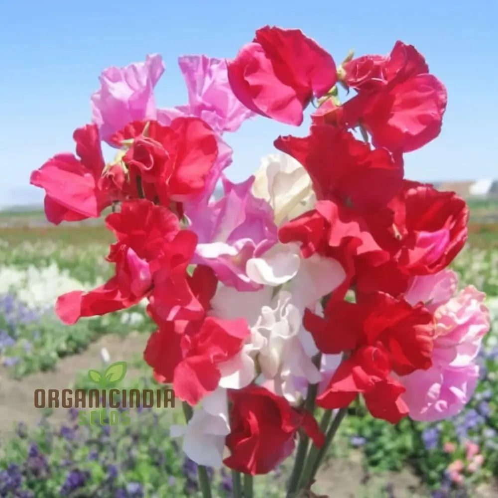 Sweet Pea Little Sweetheart Mix Flower Seeds - Delicate Blooms For Charming Garden Borders