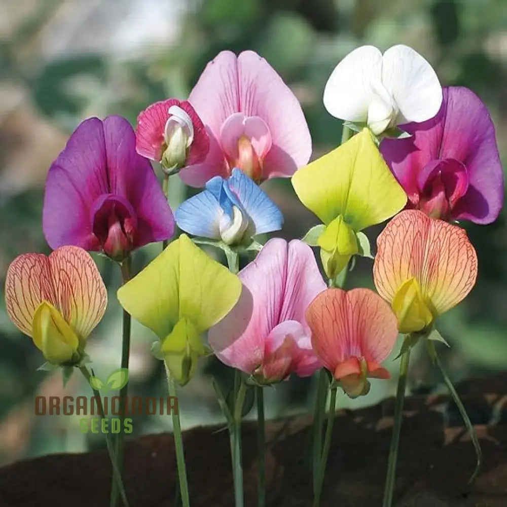 Sweet Pea (Perennial) Everlasting Mixture Flower Seeds For Planting Long-Lasting Fragrant Blooms