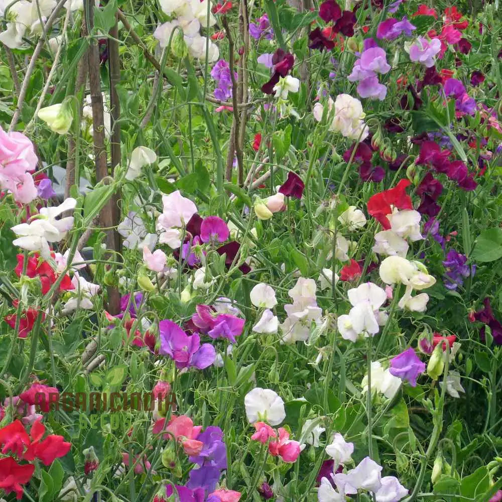 Sweet Pea (Perennial) Everlasting Mixture Flower Seeds For Planting Long-Lasting Fragrant Blooms