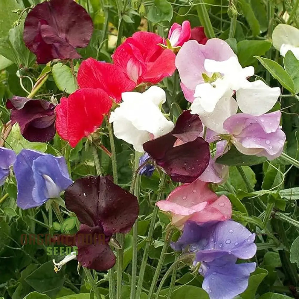 Sweet Pea (Perennial) Everlasting Mixture Flower Seeds For Planting Long-Lasting Fragrant Blooms