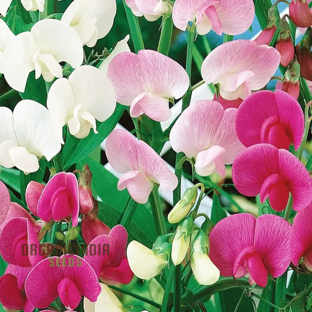 Sweet Pea (Perennial) Everlasting Mixture Flower Seeds For Planting Long-Lasting Fragrant Blooms