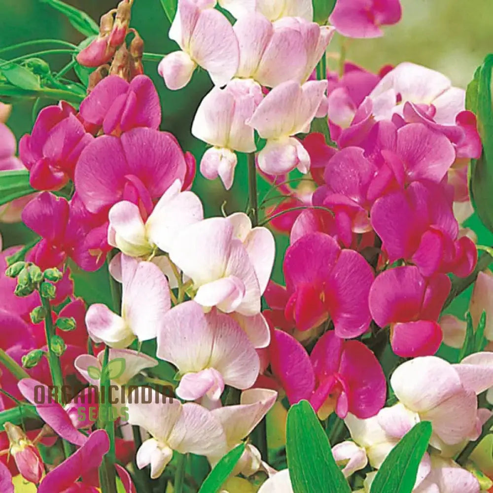 Sweet Pea (Perennial) Everlasting Mixture Flower Seeds For Planting Long-Lasting Fragrant Blooms