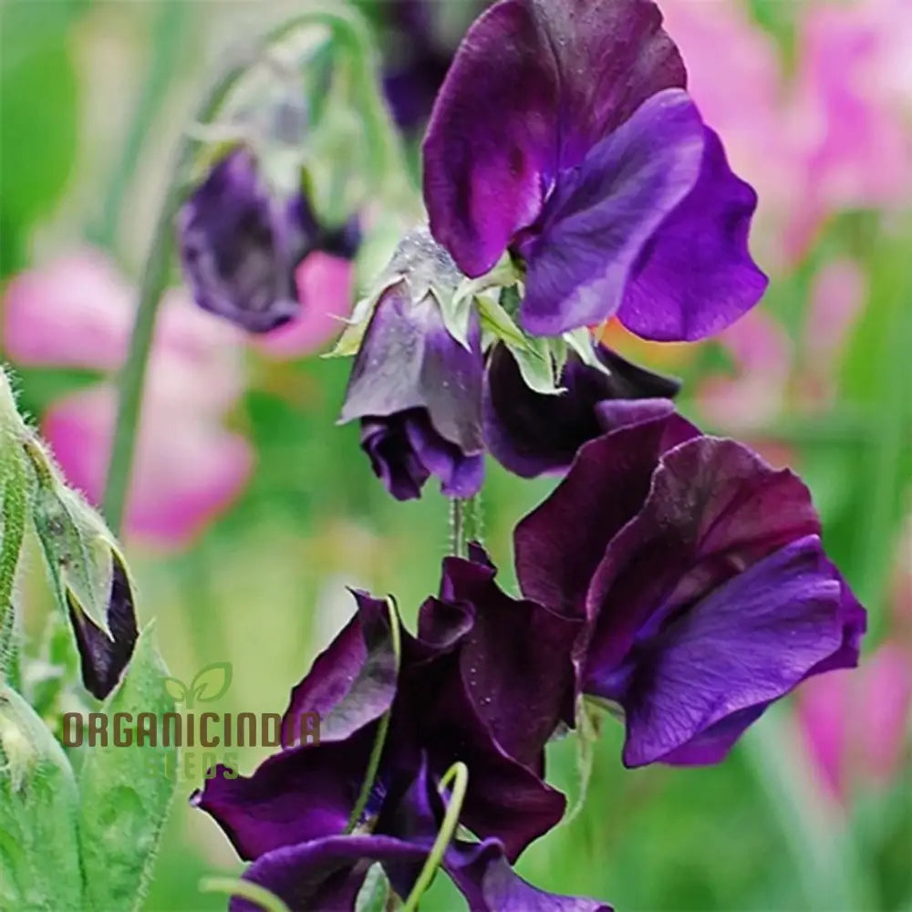 Sweet Pea Seeds - Royal Navy Blue Variety For Planting Fragrant Flowers