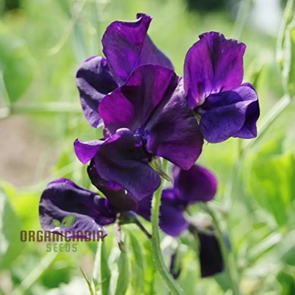 Sweet Pea Seeds - Royal Navy Blue Variety For Planting Fragrant Flowers