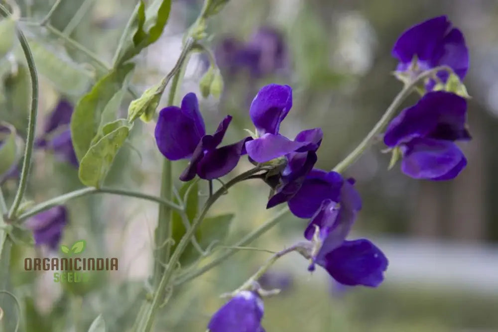 Sweet Pea Seeds - Royal Navy Blue Variety For Planting Fragrant Flowers