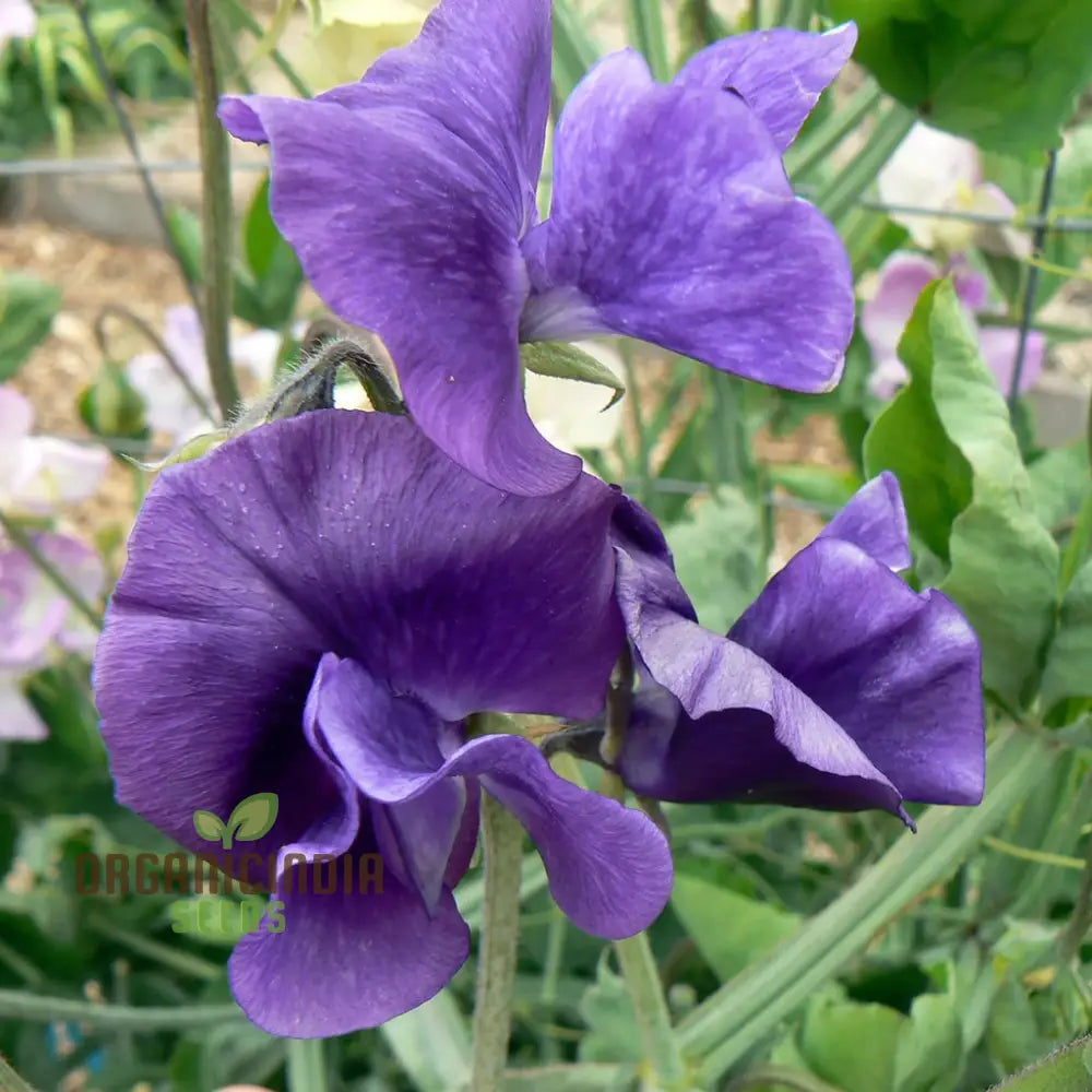 Sweet Pea Seeds - Royal Navy Blue Variety For Planting Fragrant Flowers