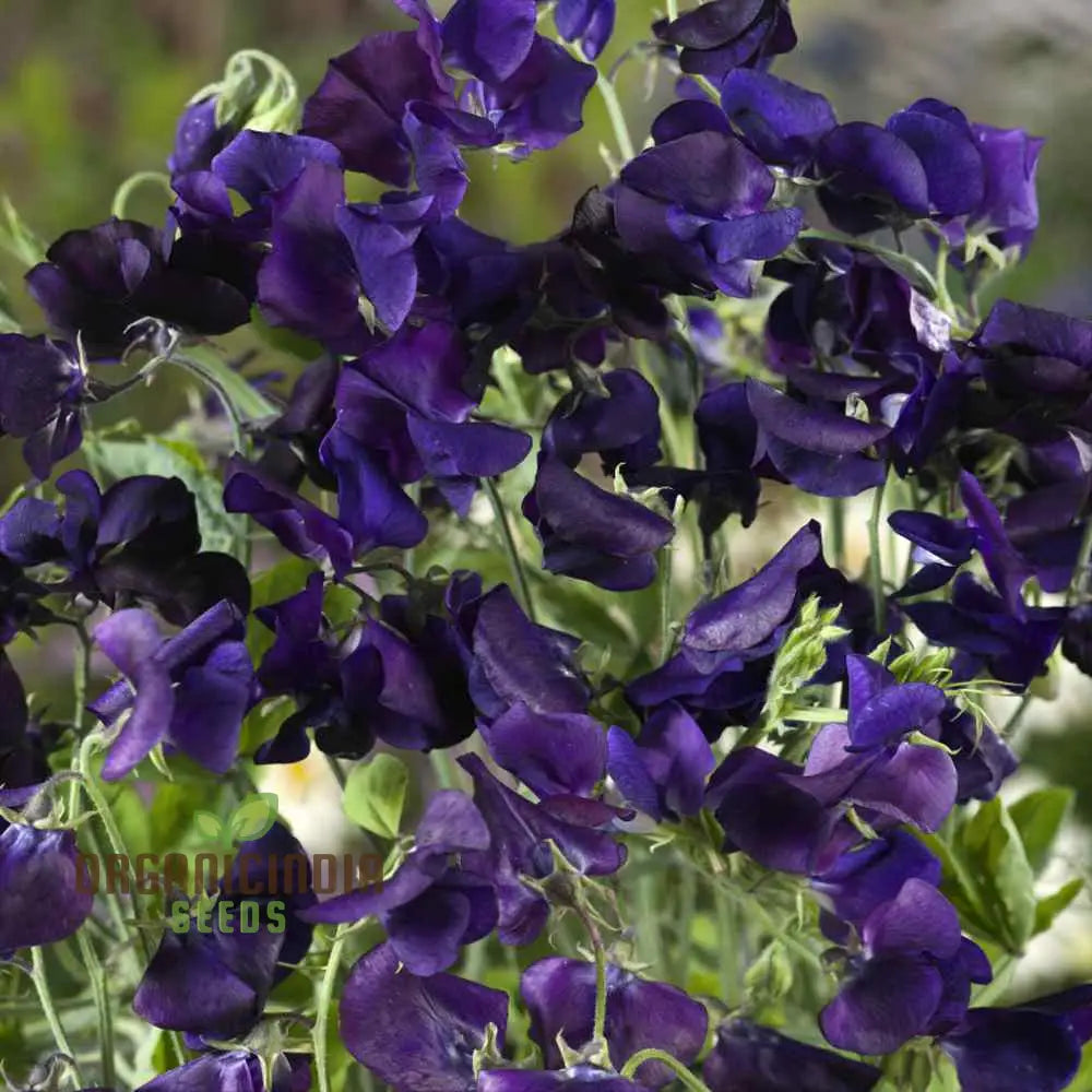 Sweet Pea Seeds - Royal Navy Blue Variety For Planting Fragrant Flowers