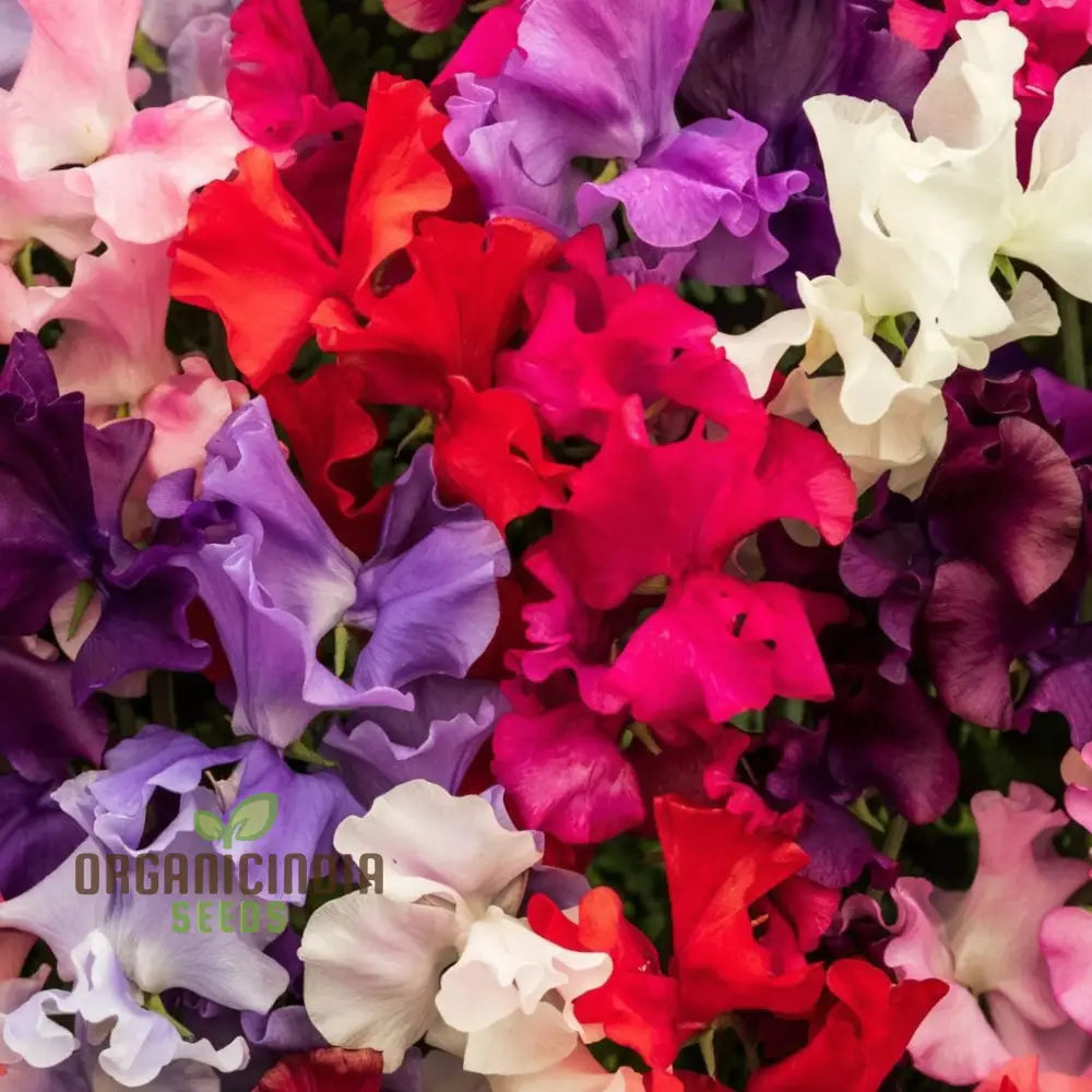 Sweet Pea Spencer Wave Mixed Seeds – Elevate Your Gardening Journey With A Spectacular Mix Of