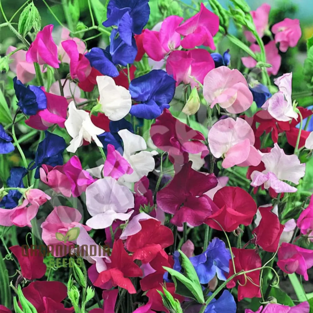 Sweet Pea Spencer Wave Mixed Seeds – Elevate Your Gardening Journey With A Spectacular Mix Of