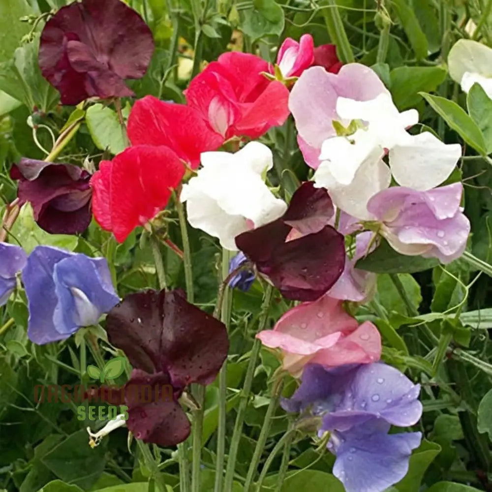 Sweet Pea Spencer Wave Mixed Seeds – Elevate Your Gardening Journey With A Spectacular Mix Of