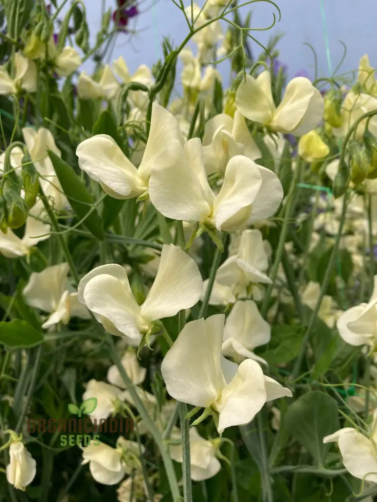 Sweet Pea (Tall) Old Times Flower Seeds For Planting Classic Fragrant Tall Peas For A Timeless