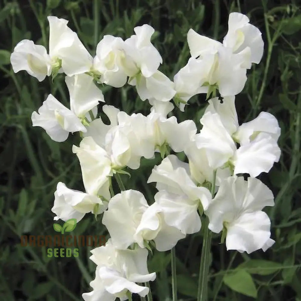 Sweet Pea (Tall) Old Times Flower Seeds For Planting Classic Fragrant Tall Peas For A Timeless