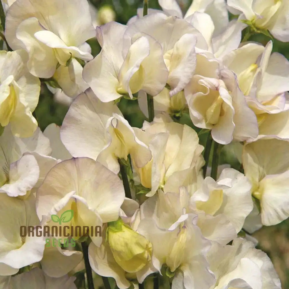 Sweet Pea (Tall) Old Times Flower Seeds For Planting Classic Fragrant Tall Peas For A Timeless