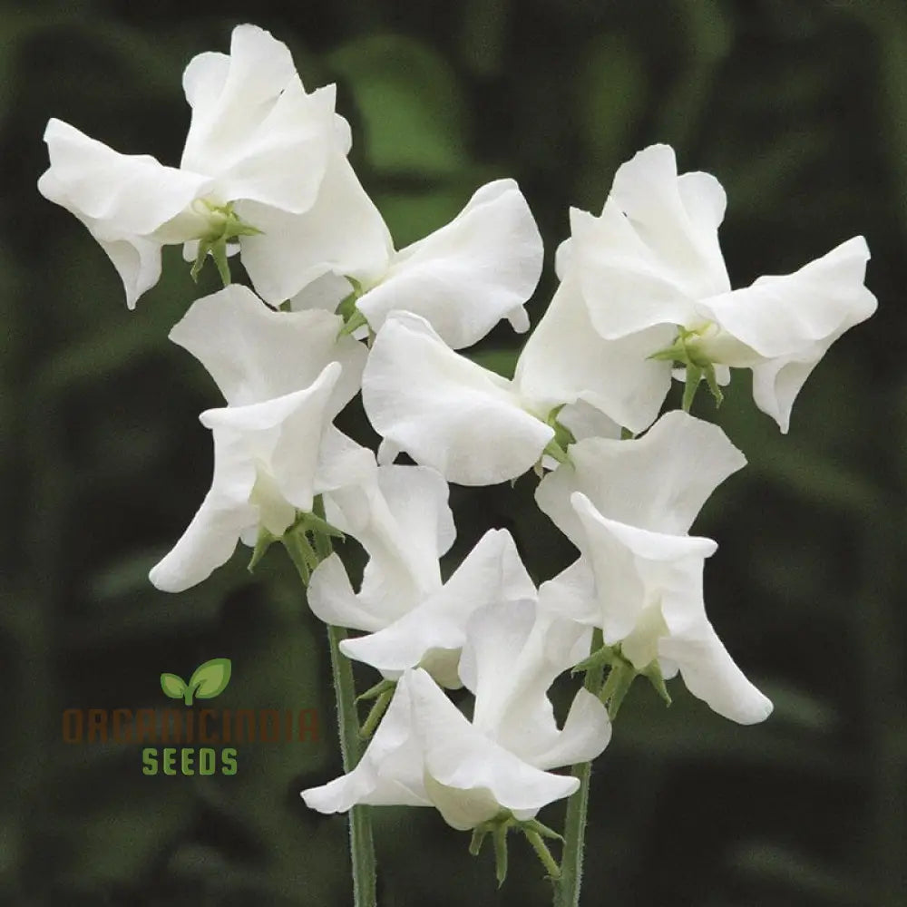 Sweet Pea (Tall) Old Times Flower Seeds For Planting Classic Fragrant Tall Peas For A Timeless