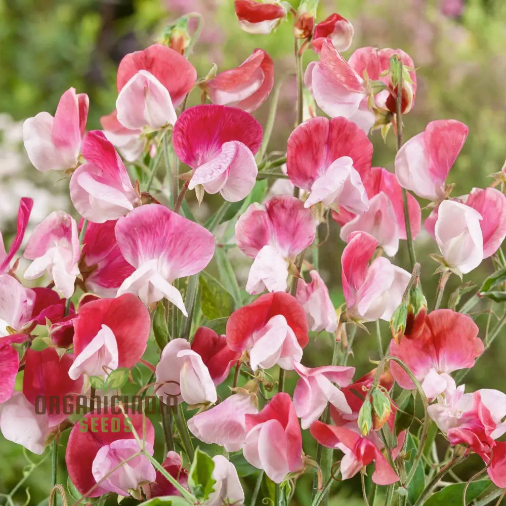 Sweet Pea (Tall) Painted Lady Flower Seeds For Planting Elegant And Fragrant Tall Peas For A